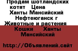 Продам шотландских котят › Цена ­ 3 000 - Ханты-Мансийский, Нефтеюганск г. Животные и растения » Кошки   . Ханты-Мансийский